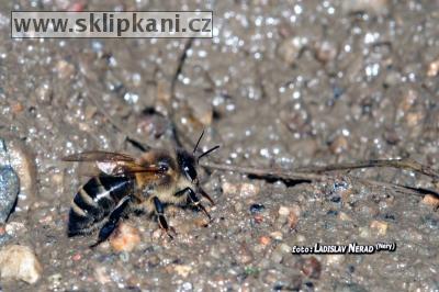 Apis_mellifera carnica